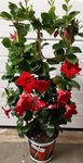 Mandevilla