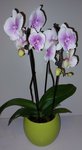 Orchidee