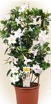 Mandevilla
