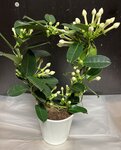 Plantenschaal