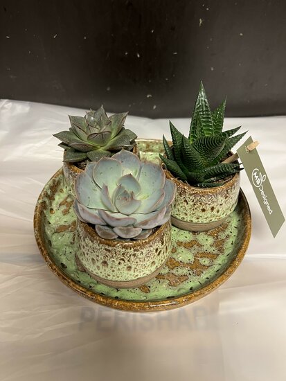 Plantenschaal