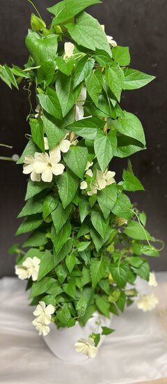 Plantenschaal